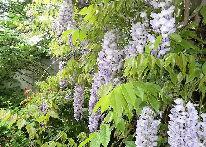 Hotel Altes Brauhaus Garni 4*